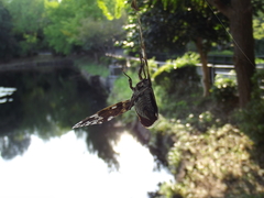 Graptopsaltria nigrofuscata