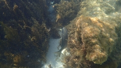 Kyphosus cornelii