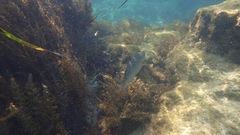 Kyphosus cornelii