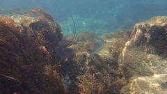 Kyphosus cornelii