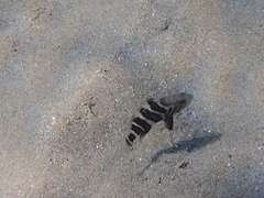 Epinephelus aeneus