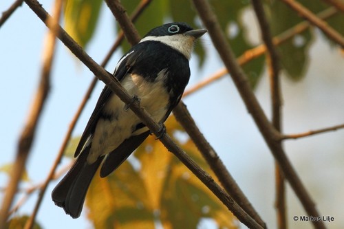 Ward's Vanga