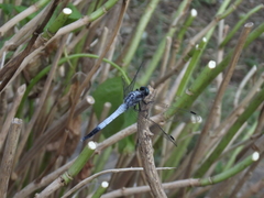 Orthetrum albistylum