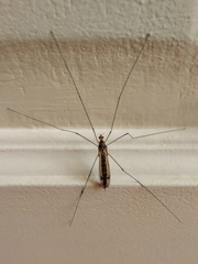 Nephrotoma flavipalpis