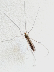 Nephrotoma flavipalpis