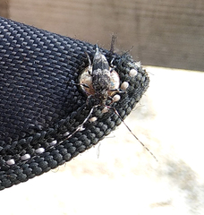 Acanthocinus griseus