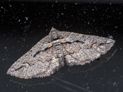 Chrysolarentia plagiocausta