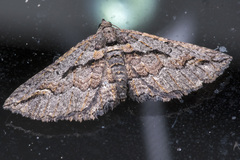 Chrysolarentia plagiocausta