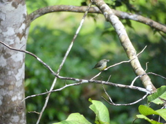 Dicaeum trigonostigma