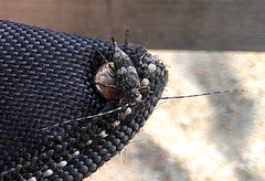 Acanthocinus griseus