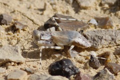 Eremiaphila brunneri