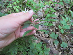 Doellingeria infirma