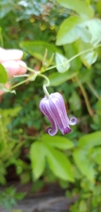 Clematis pitcheri