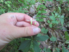 Doellingeria infirma