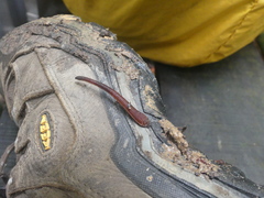 Haemadipsa zeylanica