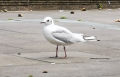 Chroicocephalus ridibundus