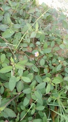 Melochia corchorifolia