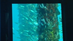 Trachurus novaezelandiae
