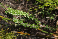 Epacris pulchella