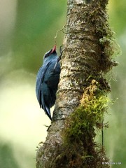 Hypositta corallirostris