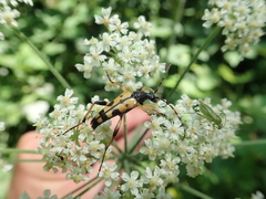 Rutpela maculata
