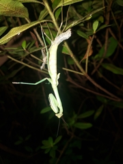 Stagmomantis carolina