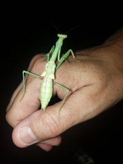 Stagmomantis carolina