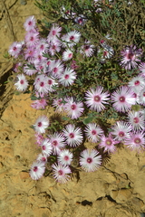 Drosanthemum striatum
