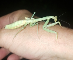 Stagmomantis carolina
