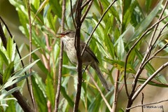 Acrocephalus newtoni