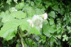 Cyclanthera dissecta