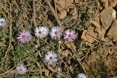Drosanthemum striatum