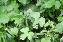 Cyclanthera dissecta