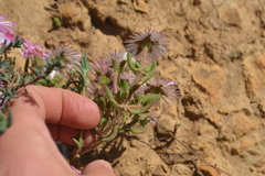 Drosanthemum striatum