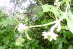 Cyclanthera dissecta