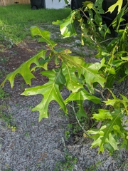 Quercus laevis image