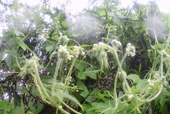 Cyclanthera dissecta