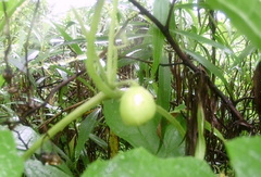 Cyclanthera dissecta