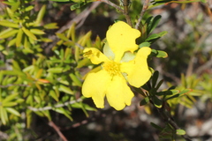 Hibbertia acicularis