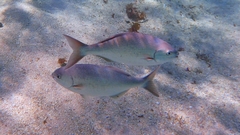 Kyphosus cornelii