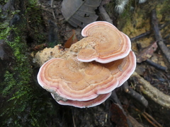 Rhodofomitopsis feei