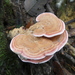 粉紅栓菌 - Photo 由 wyattherp 所上傳的 (c) wyattherp，保留部份權利CC BY-NC