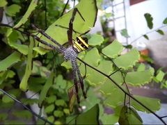 Argiope pulchella