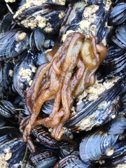 Nemalion elminthoides