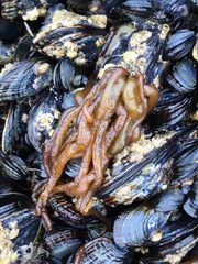 Nemalion elminthoides