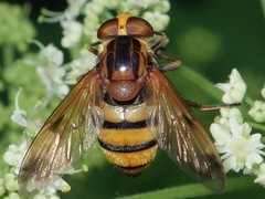 Volucella inanis