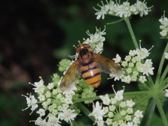 Volucella inanis