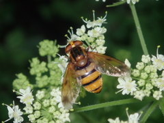 Volucella inanis