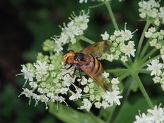 Volucella inanis