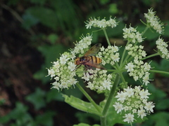 Volucella inanis